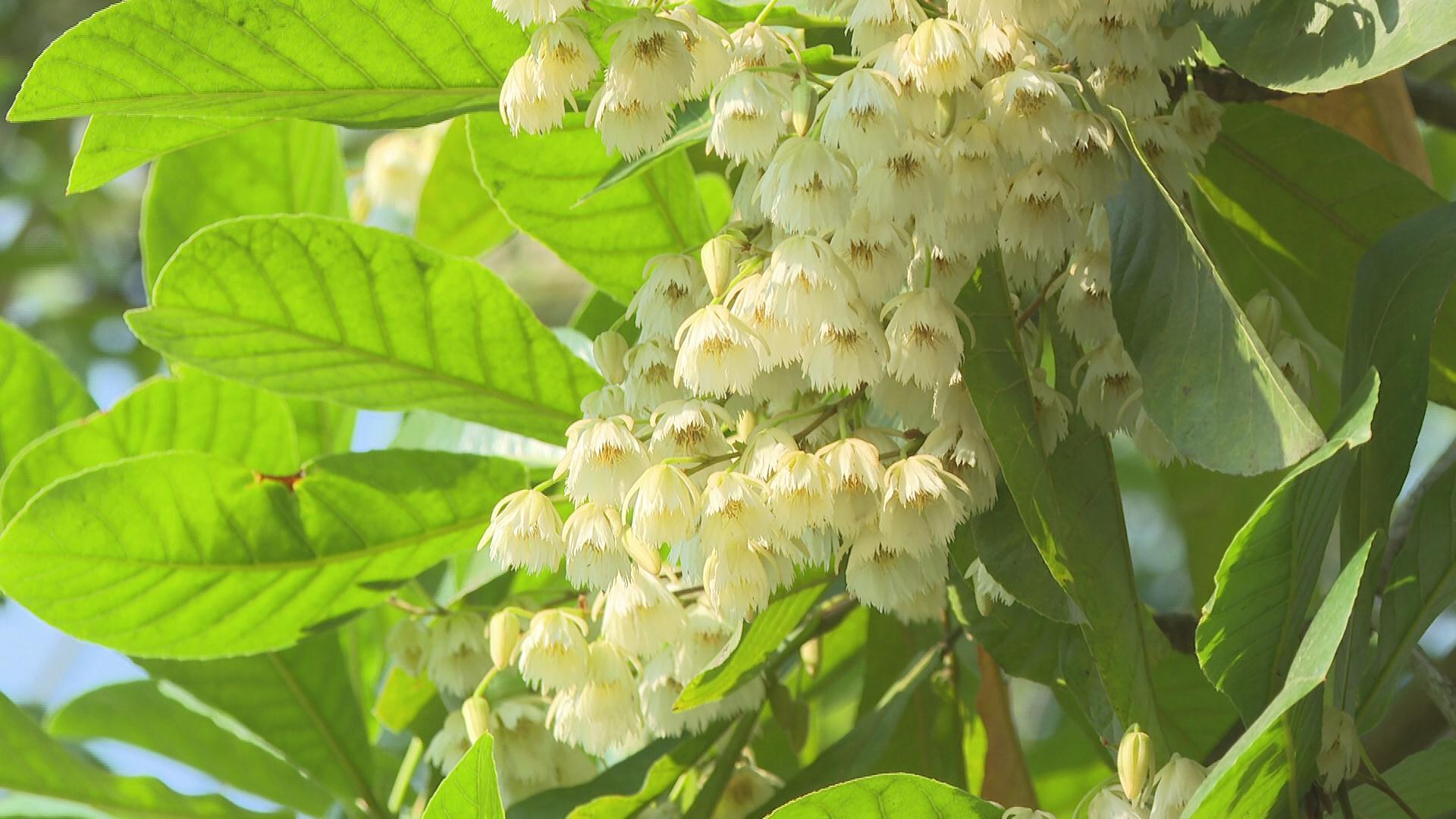 大美阳西长芒杜英流苏涤荡风中舞