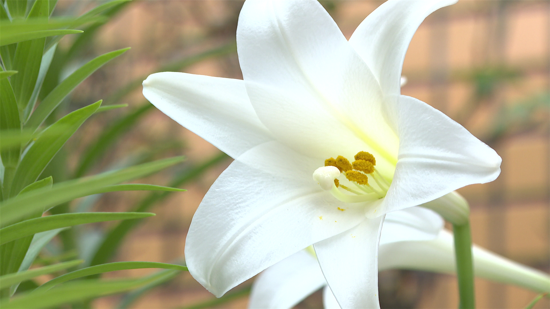 大美阳西 请您欣赏 百合花开