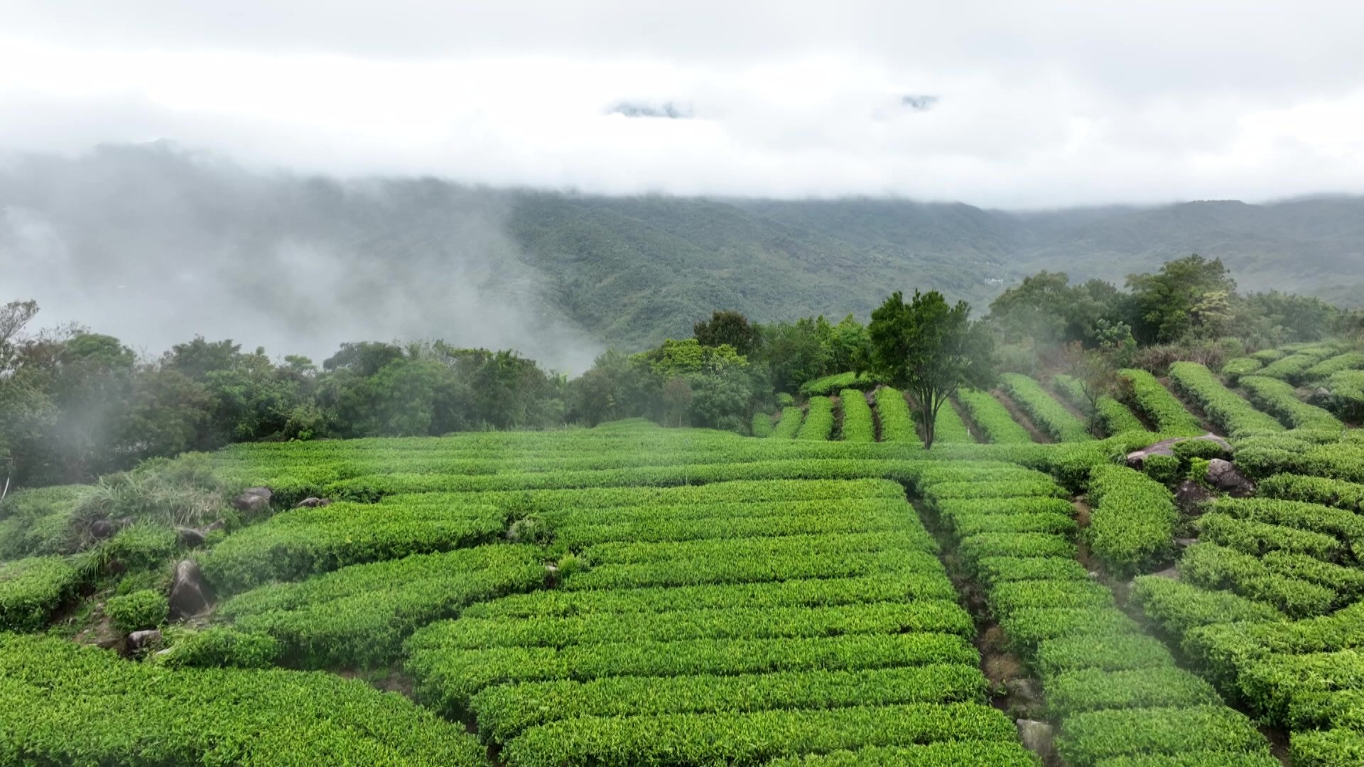 阳西东水山茶基地图片